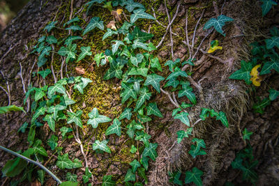 Close-up of ivy on tree trunk