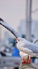 Close-up of seagull perching