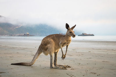 Kangaroo on the beach