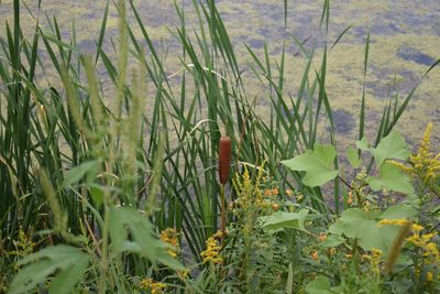 Plants growing on field