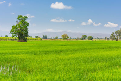 Scenic view of field against sky