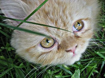 Close-up of cute cat