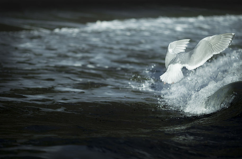 CLOSE-UP OF BIRD FLYING IN WATER