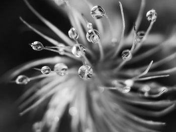 Close-up of raindrops on flower