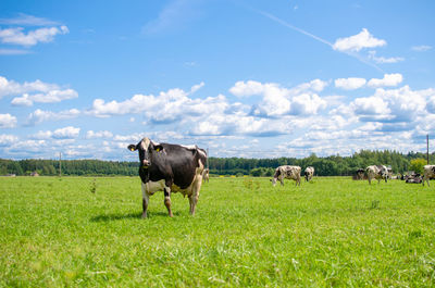 Cows grazing in field