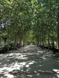 Footpath amidst trees in park