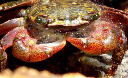 Close-up of turtle in water