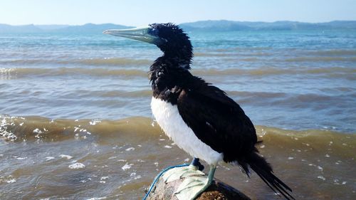 Bird in water