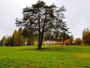 Trees on field against sky