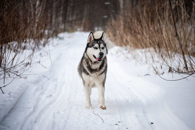 Dog running on snow covered land