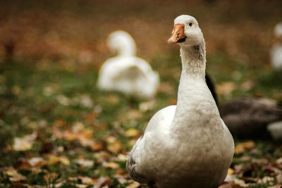 Close-up of swan swimming