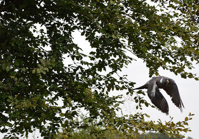 Low angle view of bird flying against the sky