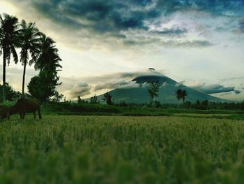 Scenic view of field against cloudy sky