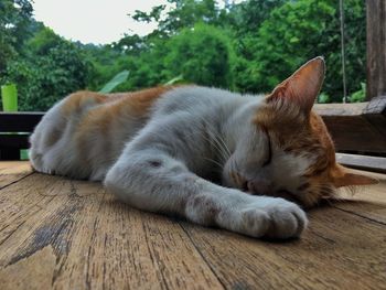 Close-up of cat sleeping on wood