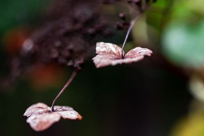 Close-up of pink flower on plant