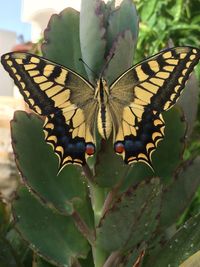 Close-up of butterfly pollinating flower