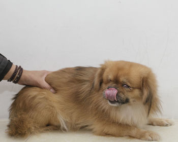 Midsection of woman with dog against white wall