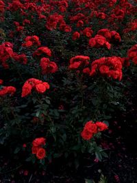 Close-up of red flower