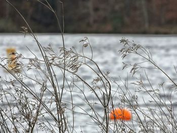 Close-up of plants against sky