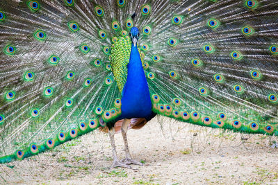 Close-up of peacock