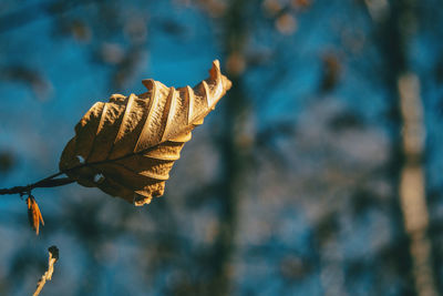 Close-up of wilted leaf