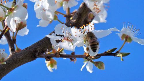 Low angle view of flowers against blue sky