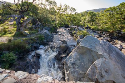 Stream flowing through rocks in forest
