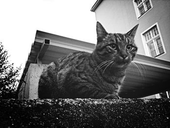 Low angle view of cat