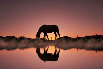 Side view of horse in lake