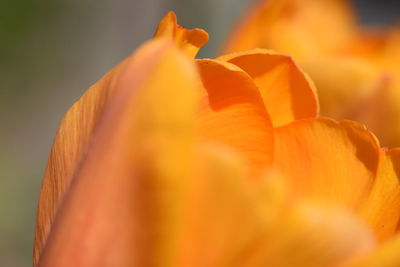 Close-up of orange flowering plant