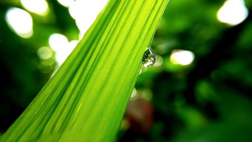 Close-up of insect on leaf