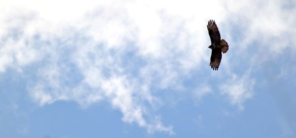 Low angle view of eagle flying against sky