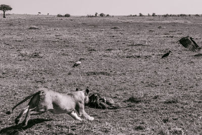 View of a dog on field