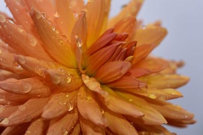 Close-up of wet orange flower