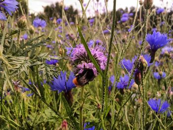 Close-up of bee on purple flowers blooming in field