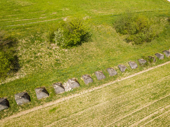 High angle view of plants on field