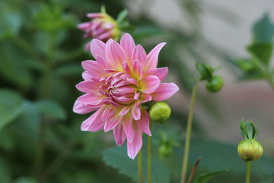 Close-up of pink flowering plant