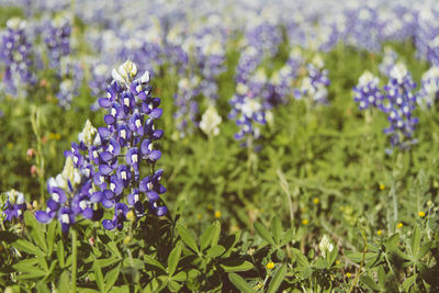 Close-up of purple flowering plants on field