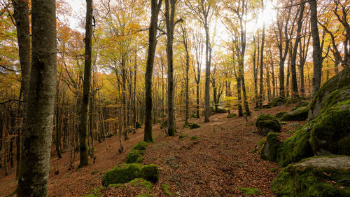 Trees in forest