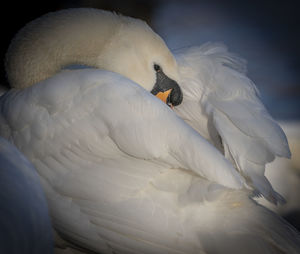 Close-up of swan