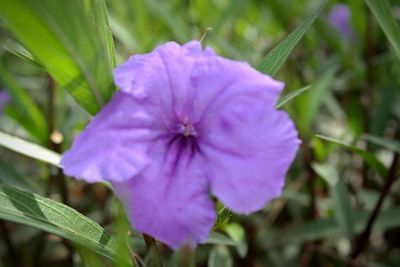 Close-up of purple flower blooming outdoors