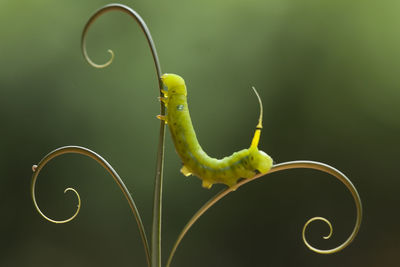 Close-up of grasshopper