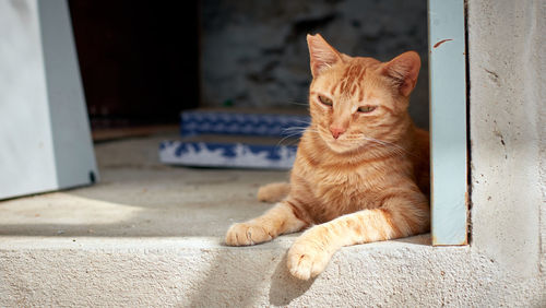 Cat looking away