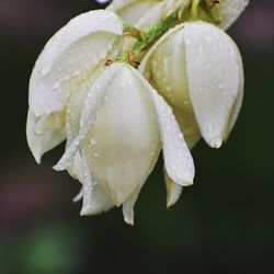 Close-up of water drops on rose leaf