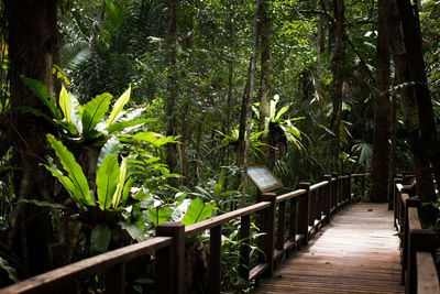 Footpath amidst trees in forest