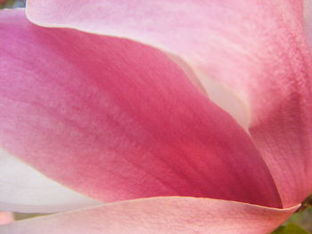 Close-up of pink flower