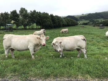 Cows standing in a field