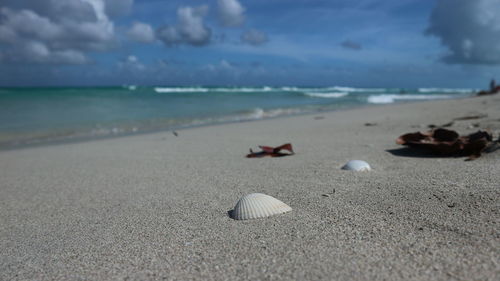 Surface level of shells on shore at beach against sky