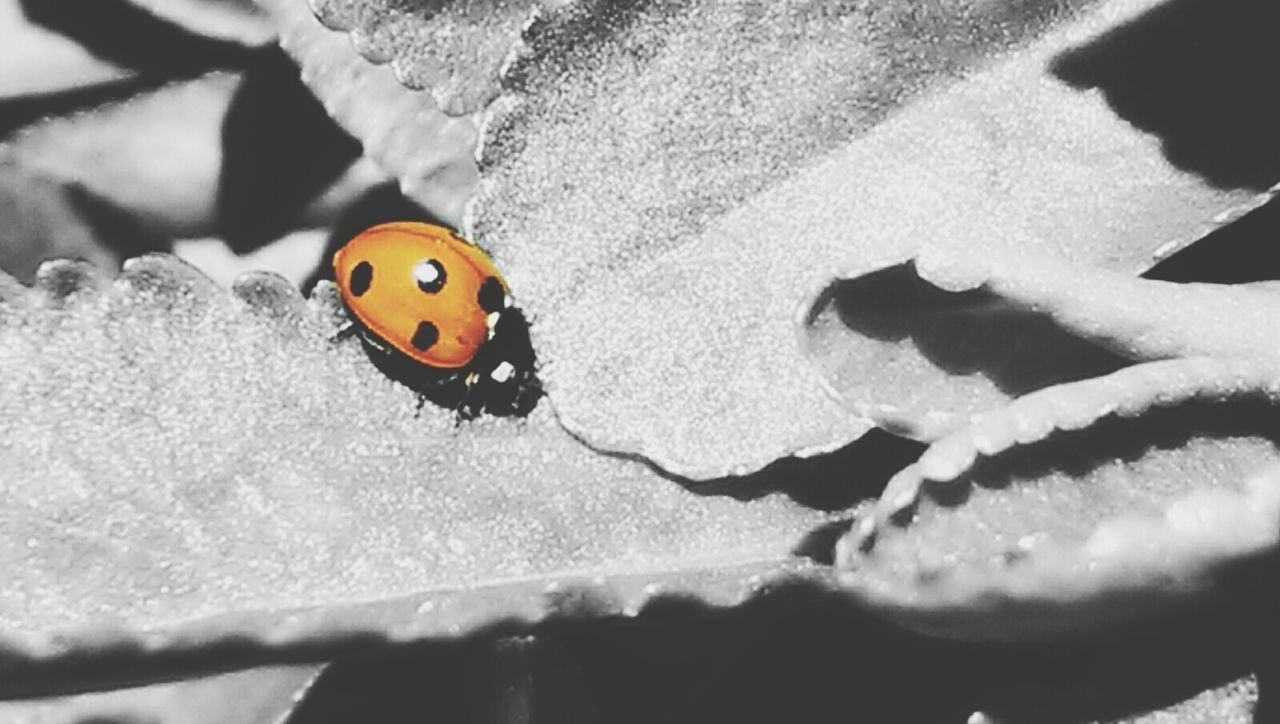 animal themes, insect, one animal, animals in the wild, wildlife, ladybug, high angle view, close-up, nature, animal markings, beauty in nature, outdoors, focus on foreground, selective focus, no people, day, natural pattern, spotted, two animals, black color