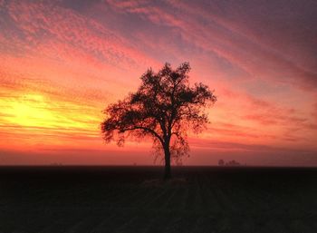 Silhouette of trees at sunset